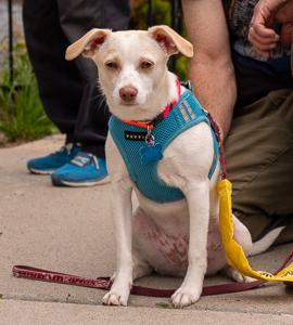 Jackson, a ADOPTABLE mixed breed in Minneapolis, MN image 4/6