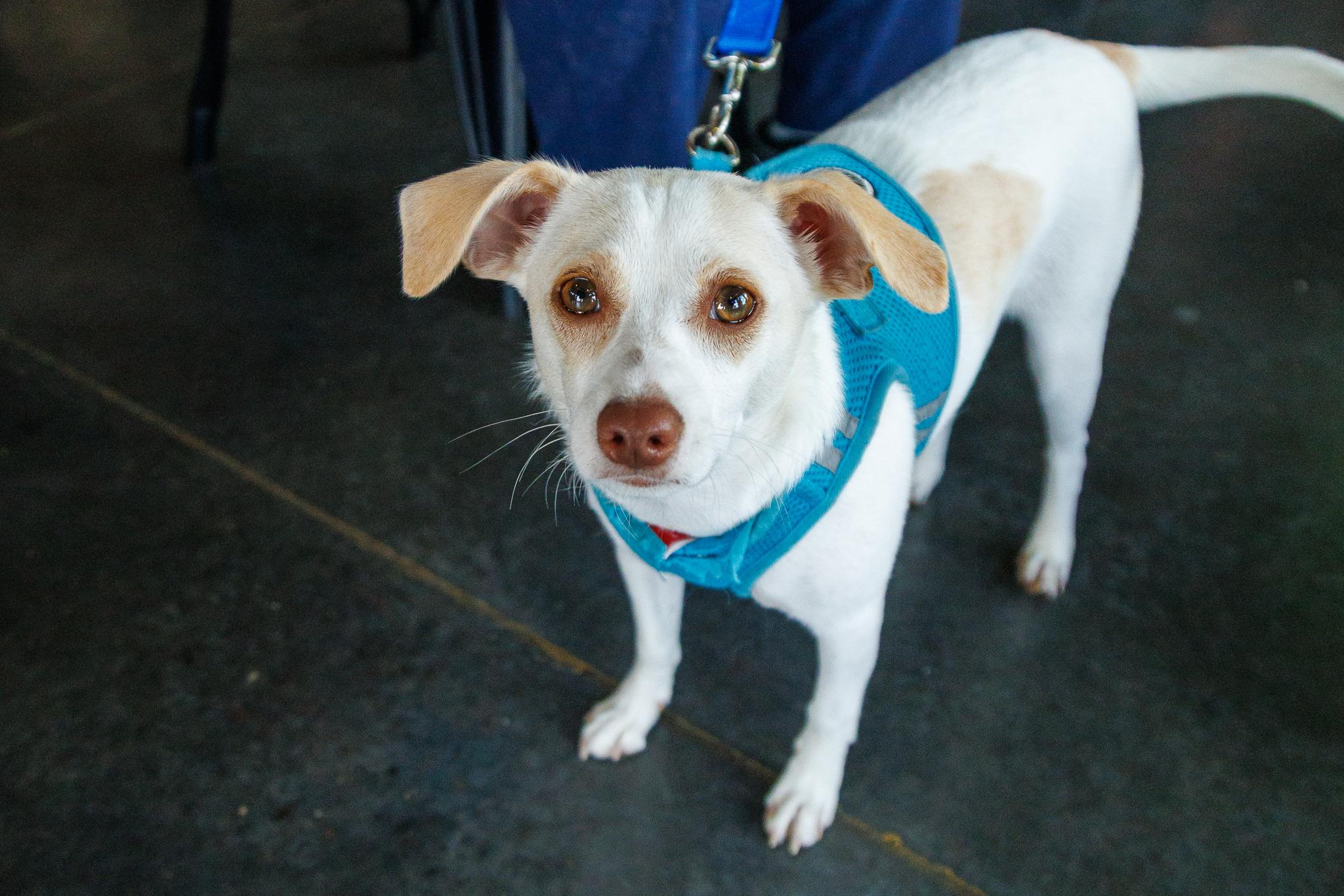 Jackson, a ADOPTABLE mixed breed in Minneapolis, MN image 2/6
