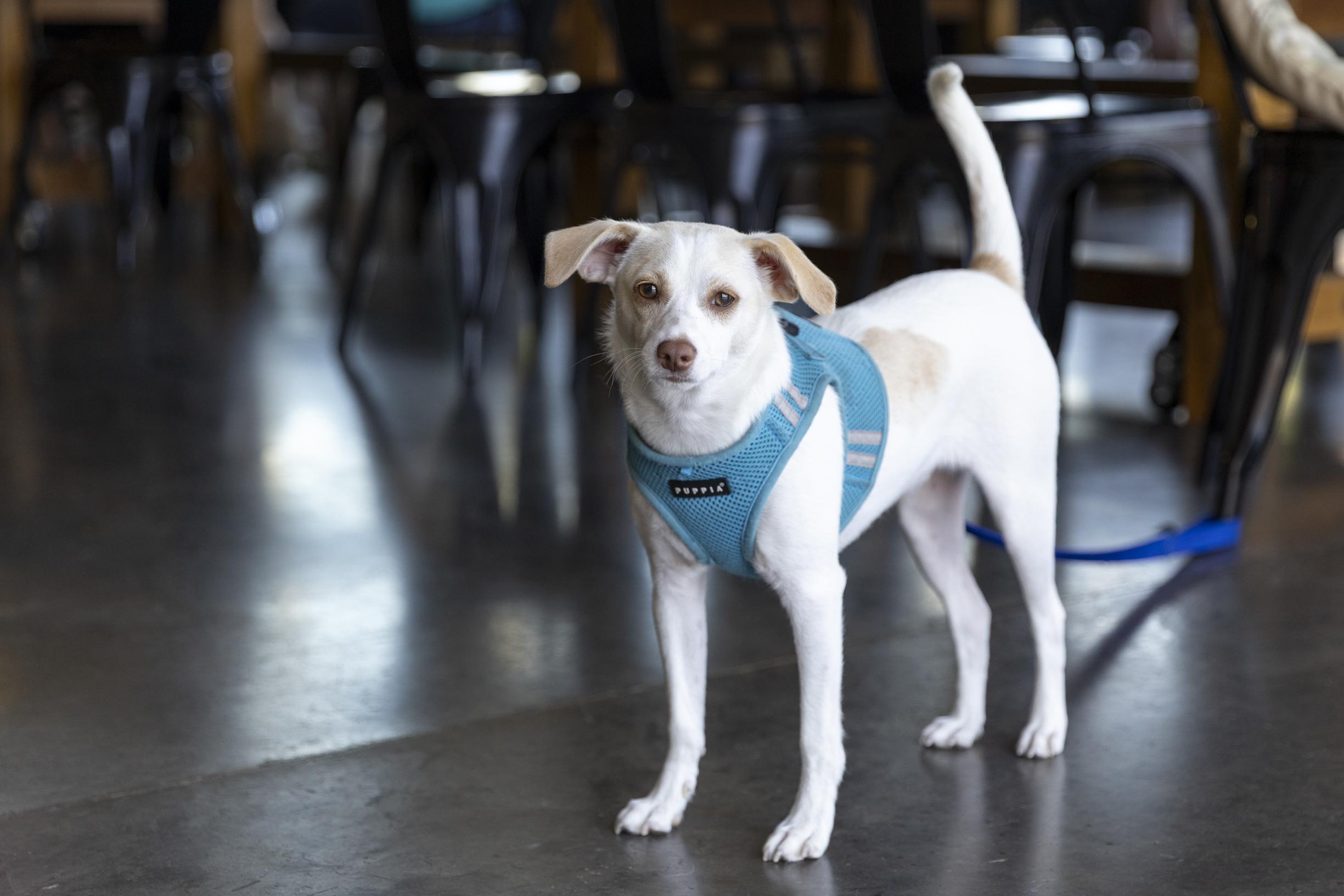 Jackson, a ADOPTABLE mixed breed in Minneapolis, MN image 3/6