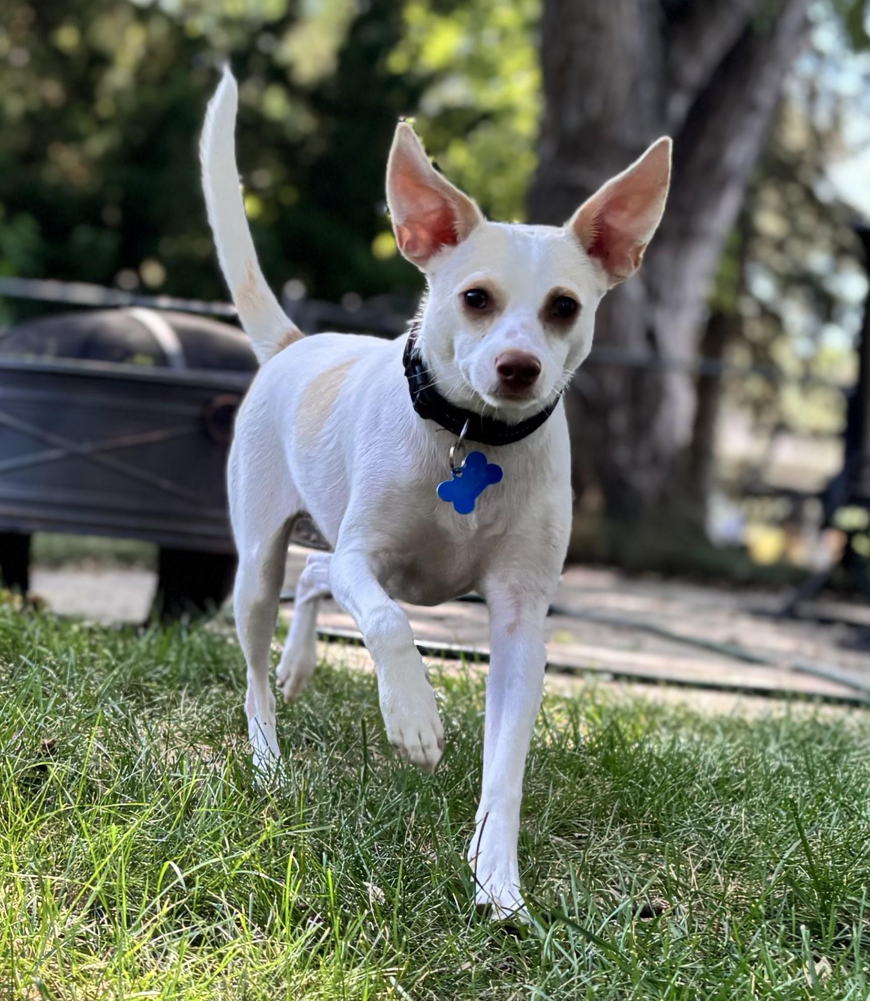 Enlarge Jackson, an adoptable mixed breed in Minneapolis, MN image 2/6