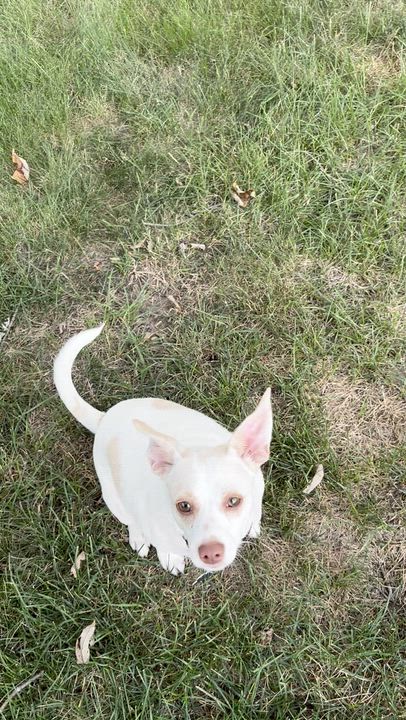 Enlarge Jackson, an adoptable mixed breed in Minneapolis, MN video 5/6