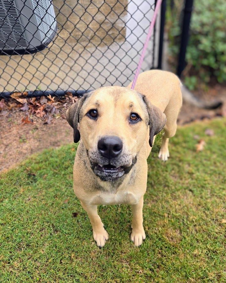 Enlarge Draco, a Adoptable mixed breed in Douglasville, GA image 1/6