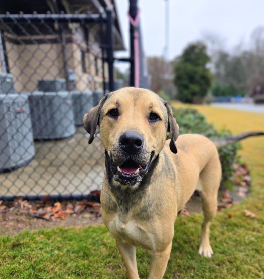 Enlarge Draco, a Adoptable mixed breed in Douglasville, GA image 4/6