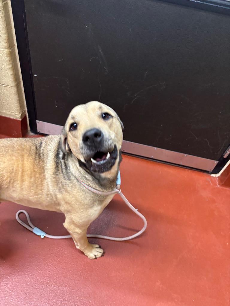 Enlarge Draco, a Adoptable mixed breed in Douglasville, GA image 5/6