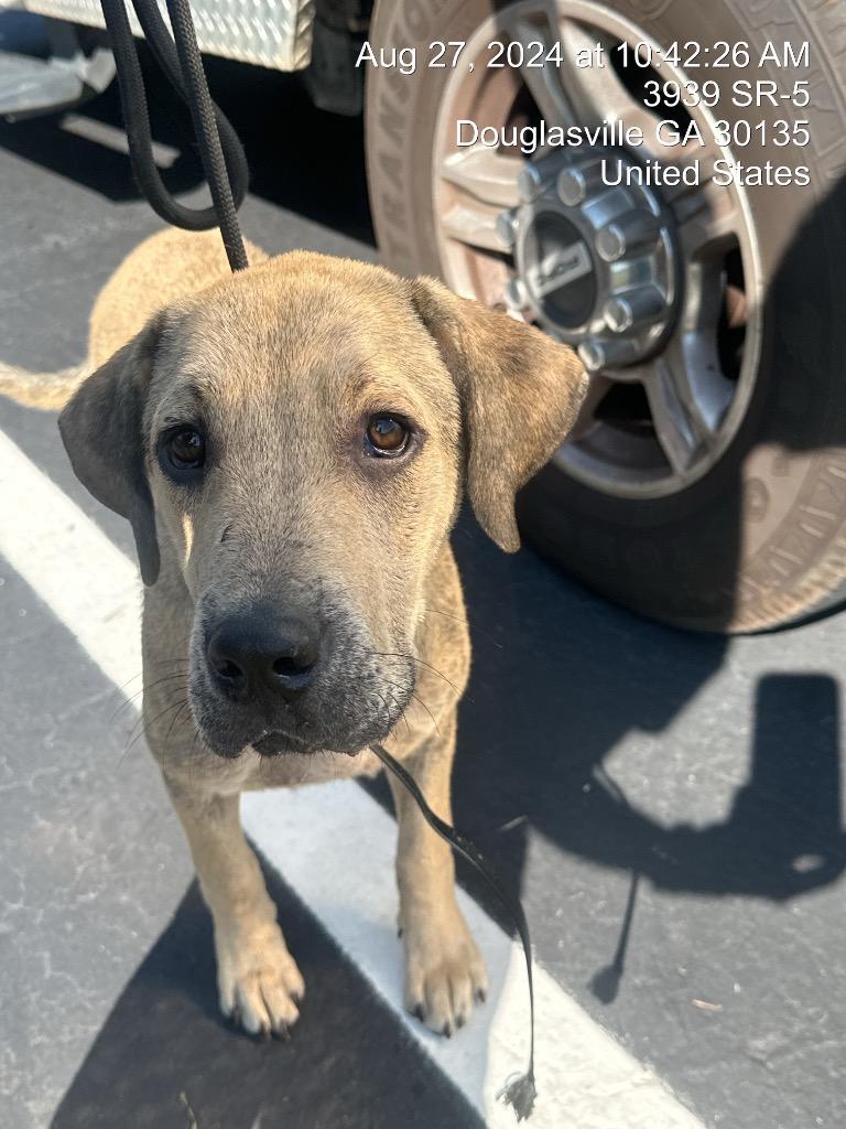 Enlarge Draco, a Adoptable mixed breed in Douglasville, GA image 6/6