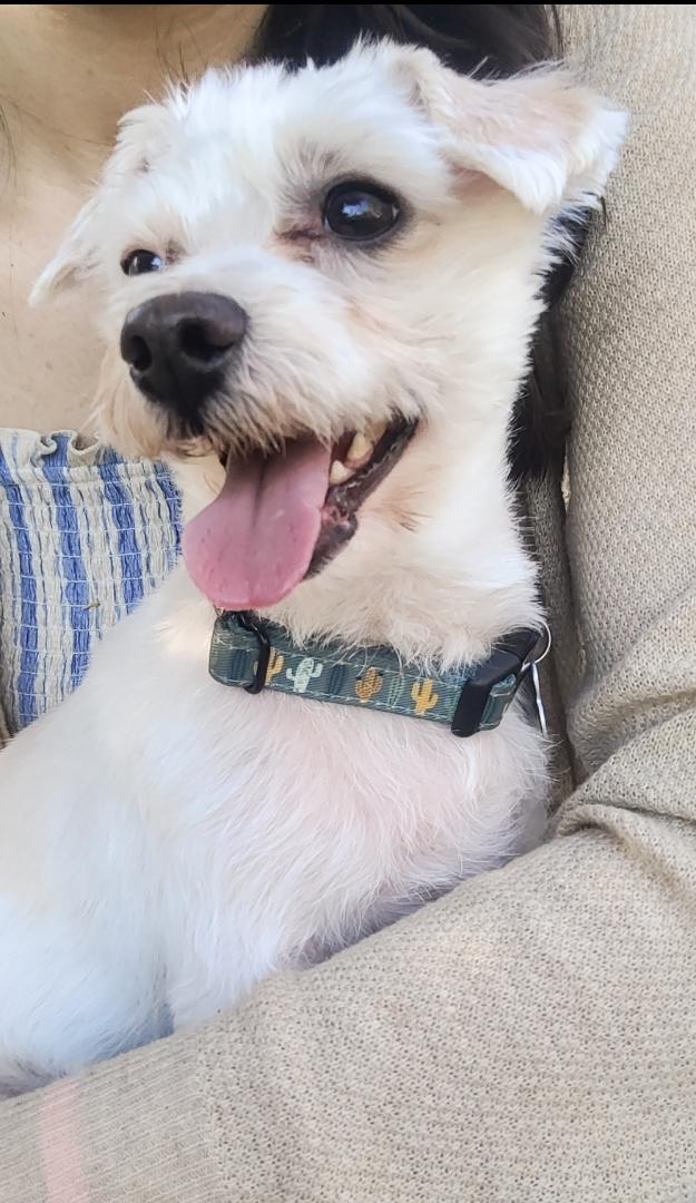 Andi, ADOPTABLE, Adult Male Maltese.