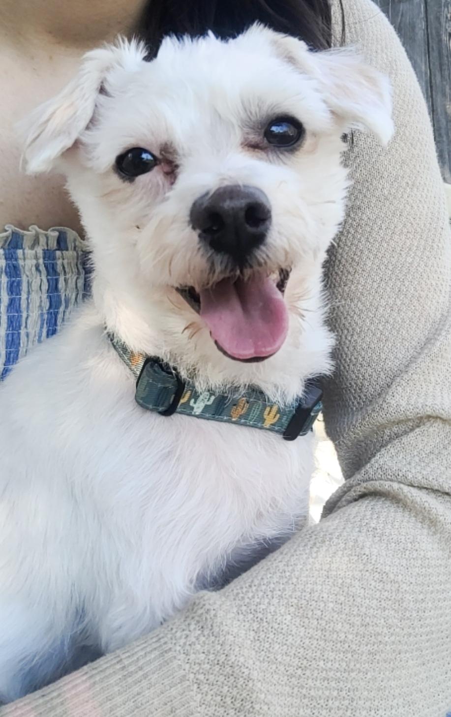 Enlarge Andi, a ADOPTABLE Maltese in Fair Oaks, CA image 3/3