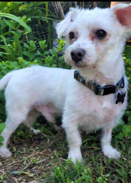 Enlarge Andi, a ADOPTABLE Maltese in Fair Oaks, CA image 2/3