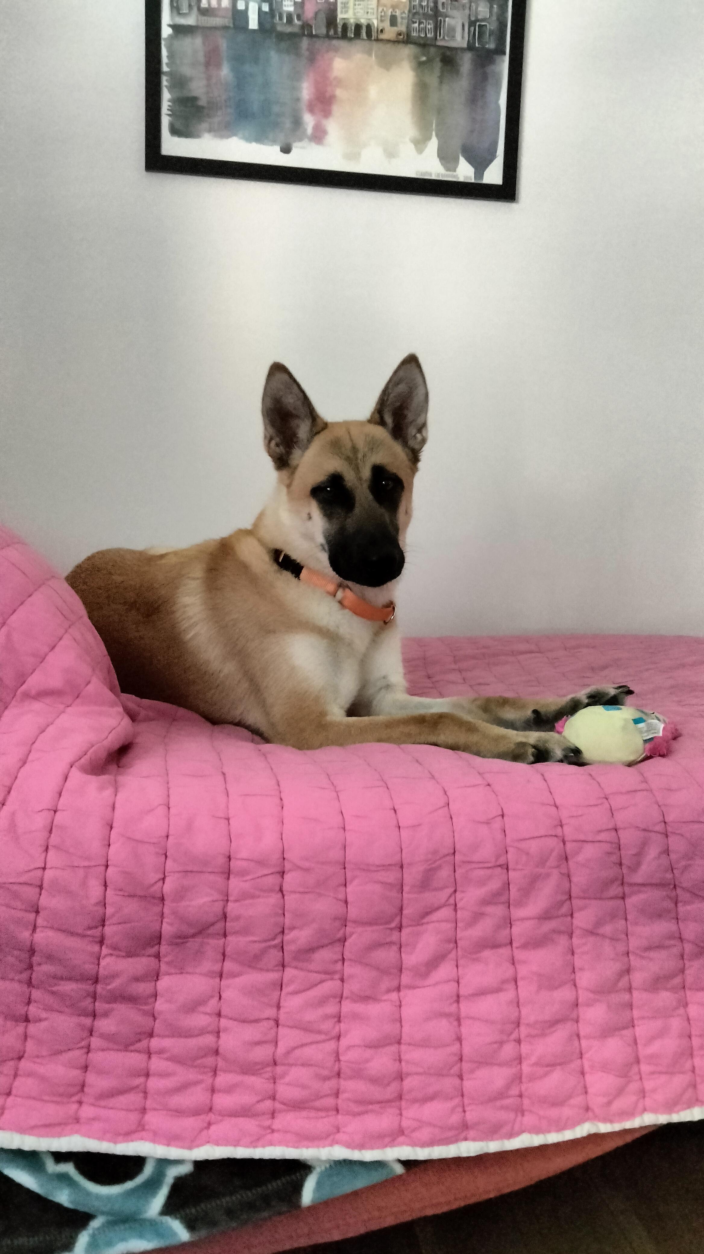 Enlarge NALA, a Adoptable Belgian Shepherd / Malinois in Van Nuys, CA image 1/1