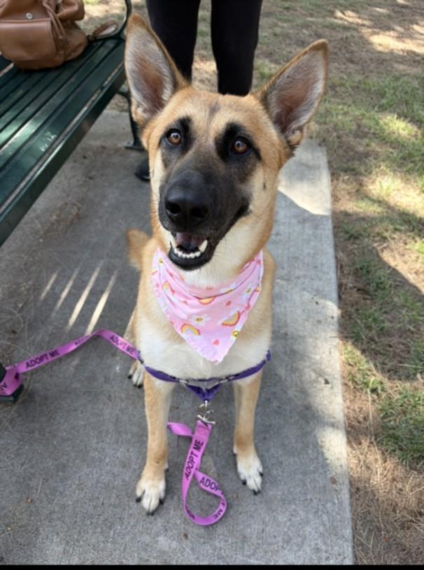 Enlarge NALA, a Adoptable Belgian Shepherd / Malinois in Van Nuys, CA image 1/1