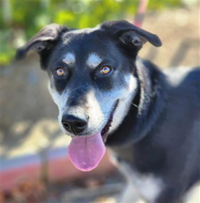 LUNA, Adoptable, Young Female German Shepherd Dog & Mixed Breed.