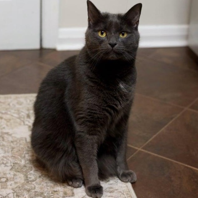 Enlarge Blue, a ADOPTABLE mixed breed in Bayonne, NJ image 1/1