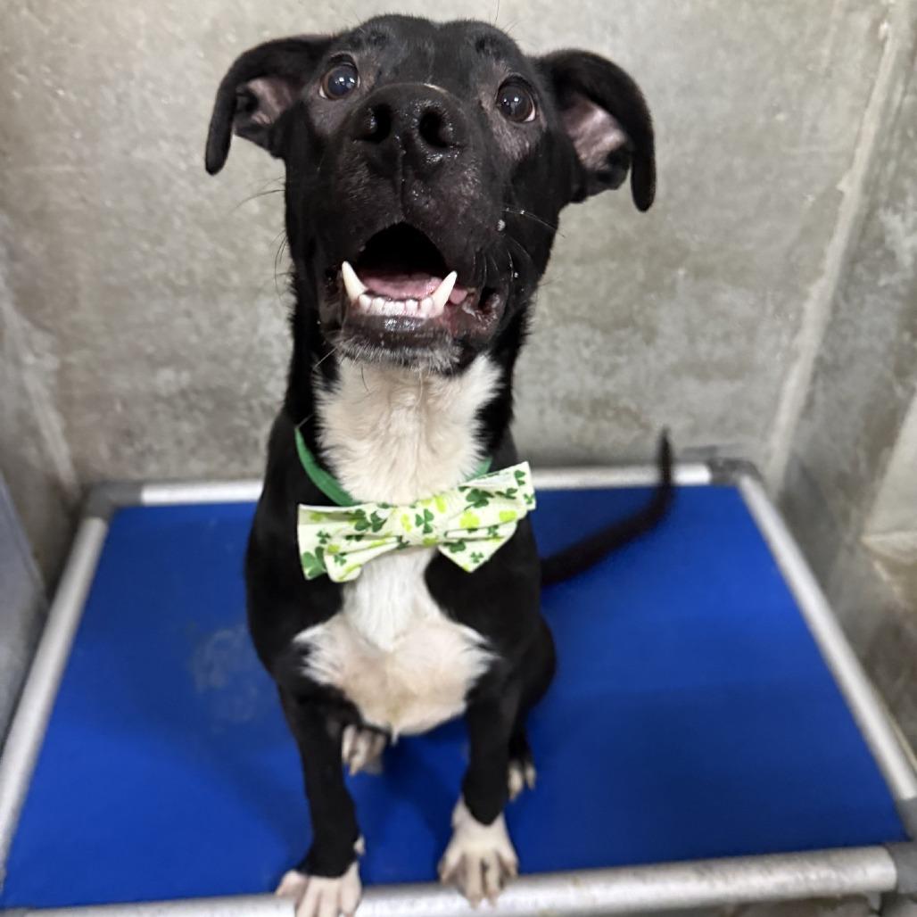 Ralphie, Adoptable, Young Male Mixed Breed.