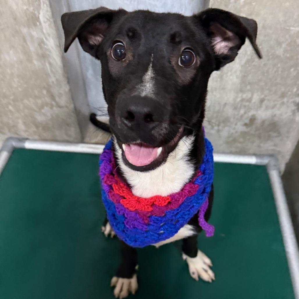 Ralphie, Adoptable, Young Male Mixed Breed.