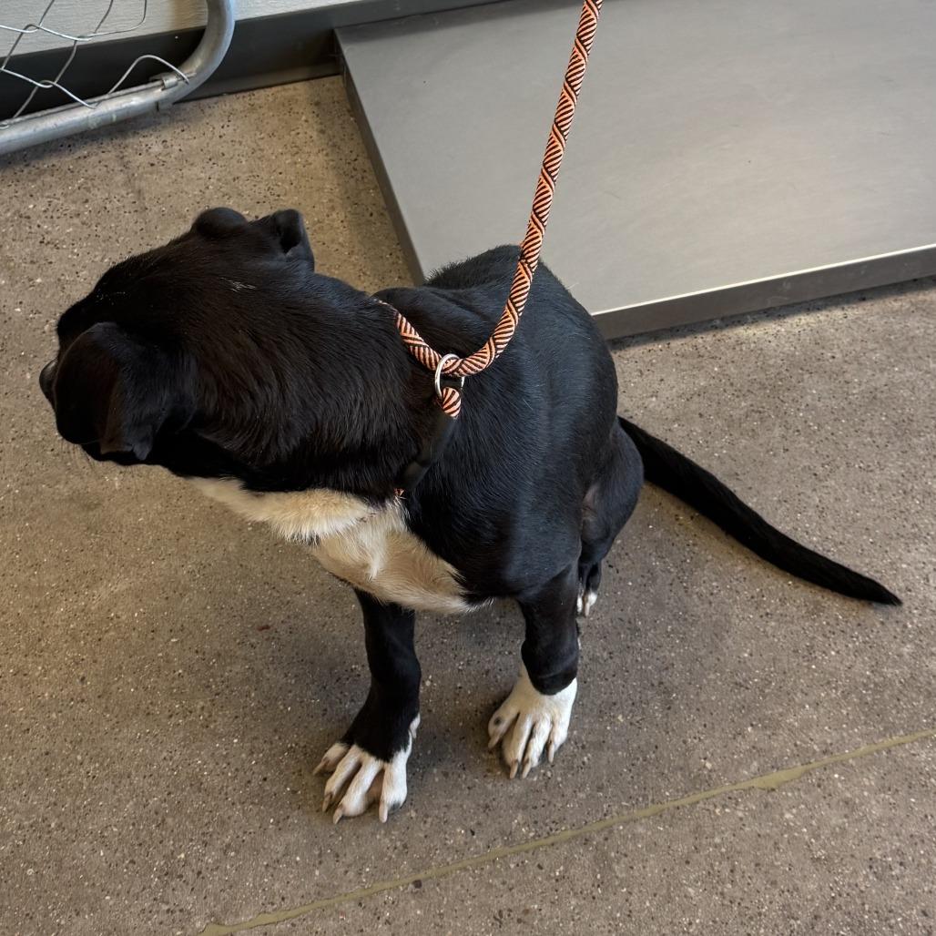 Enlarge Ralphie, a Adoptable Mixed Breed in Las Cruces, NM image 2/6
