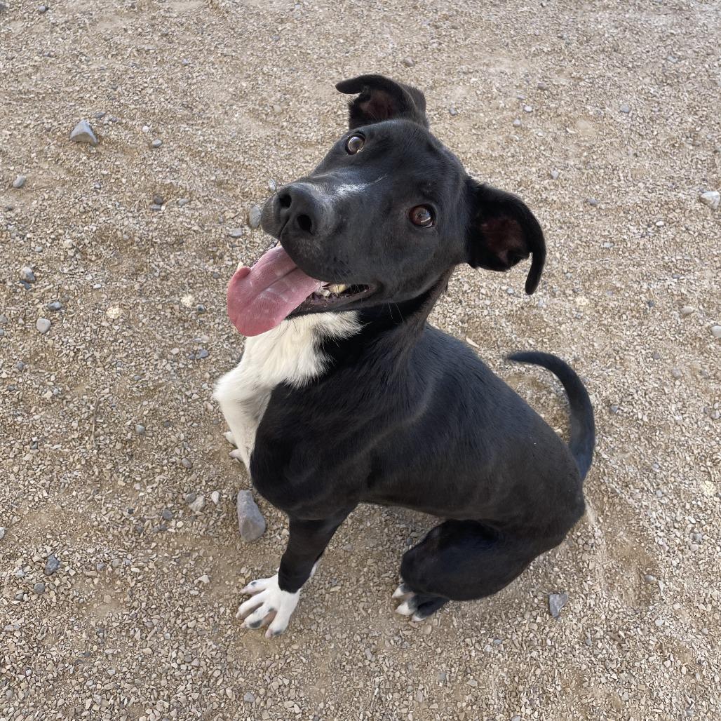 Enlarge Ralphie, a Adoptable Mixed Breed in Las Cruces, NM image 3/6