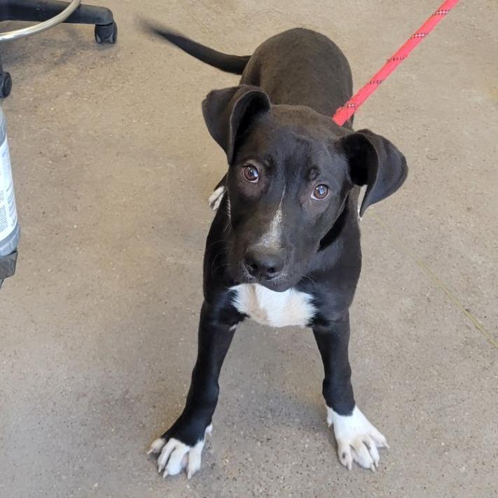Enlarge Ralphie, a Adoptable Mixed Breed in Las Cruces, NM image 3/6