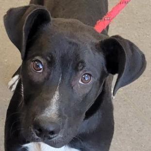Enlarge Ralphie, a Adoptable Mixed Breed in Las Cruces, NM image 4/6