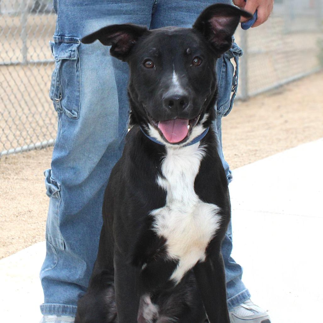 Enlarge Ralphie, a Adoptable Mixed Breed in Las Cruces, NM image 5/6