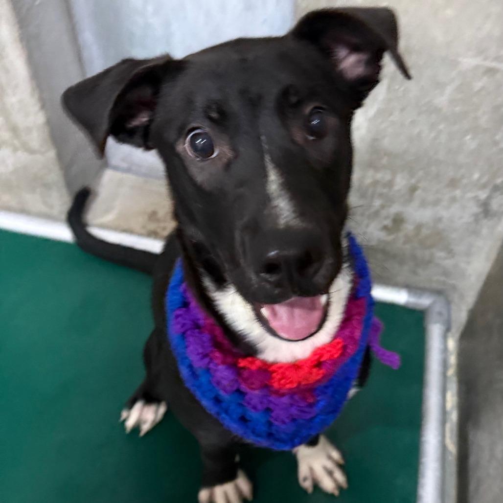 Enlarge Ralphie, a Adoptable Mixed Breed in Las Cruces, NM image 5/6