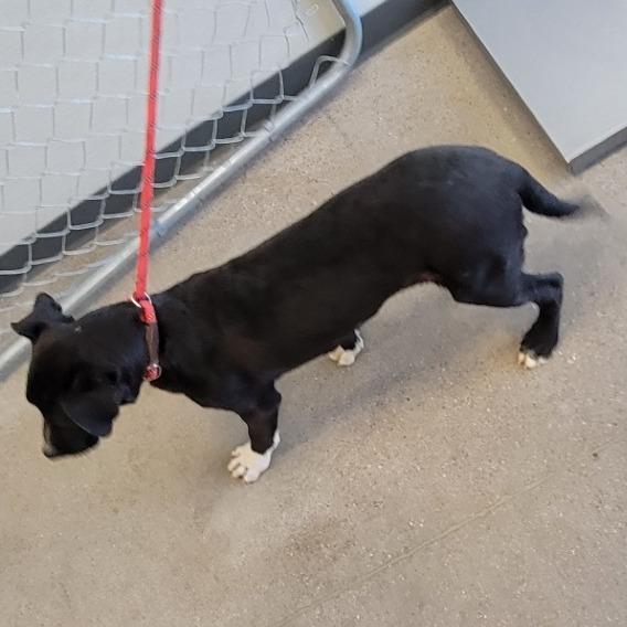 Enlarge Ralphie, a Adoptable Mixed Breed in Las Cruces, NM image 6/6