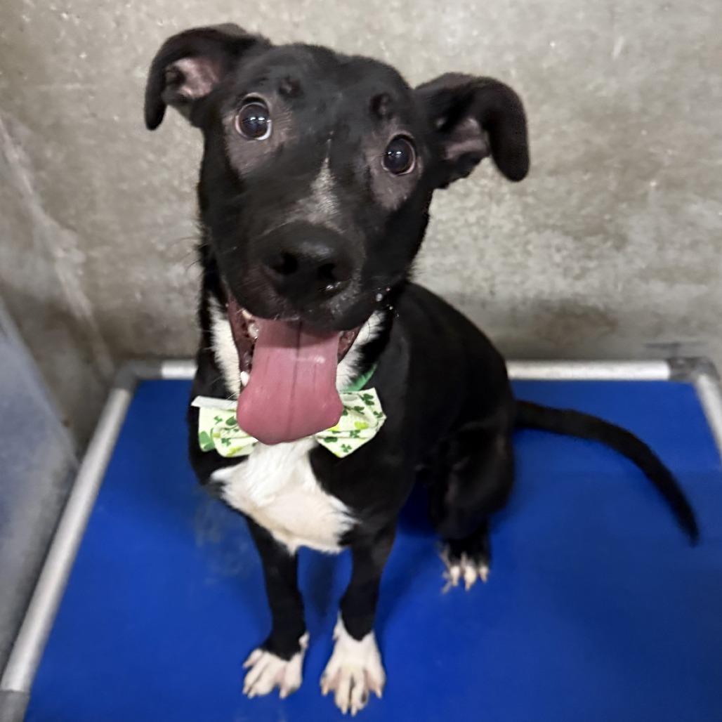 Enlarge Ralphie, a Adoptable Mixed Breed in Las Cruces, NM image 6/6
