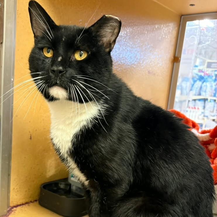 0526-70 Picasso, Adoptable, Young Male Manx.