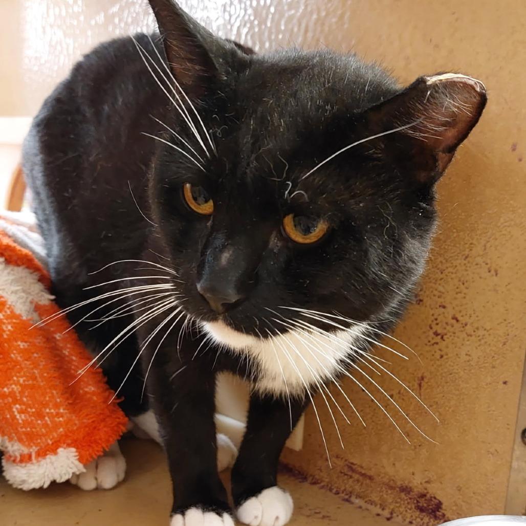 0526-70 Picasso, a Adoptable Manx in Abingdon, MD image 2/6
