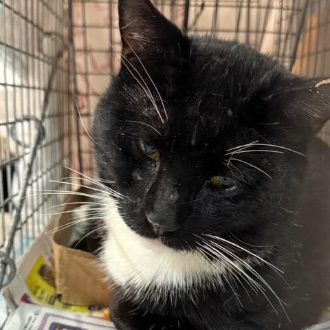 0526-70 Picasso, a Adoptable Manx in Abingdon, MD image 3/6