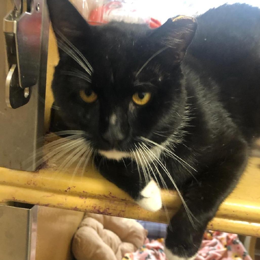 0526-70 Picasso, a Adoptable Manx in Abingdon, MD image 4/6