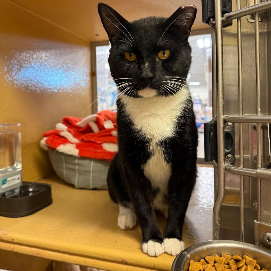 0526-70 Picasso, a Adoptable Manx in Abingdon, MD image 5/6
