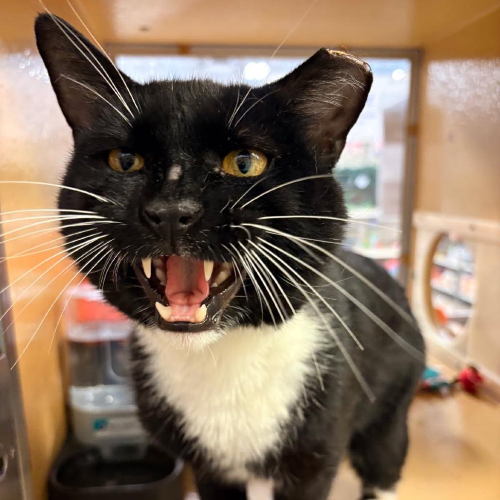 0526-70 Picasso, a Adoptable Manx in Abingdon, MD image 6/6