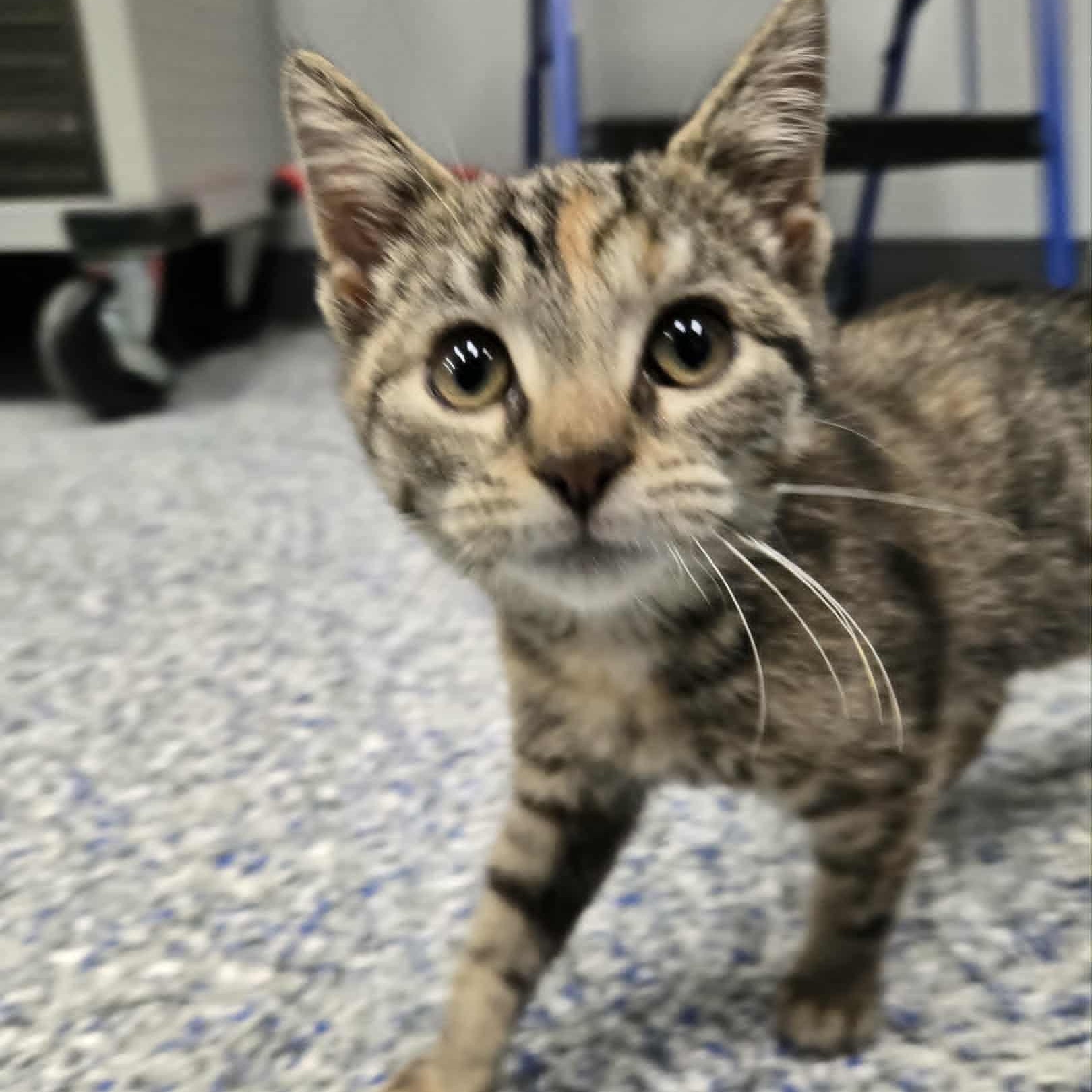 Sadie, a Adoptable Domestic Short Hair in Watertown, WI image 2/2