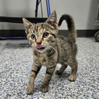 Sadie, a Adoptable Domestic Short Hair in Watertown, WI image 1/2