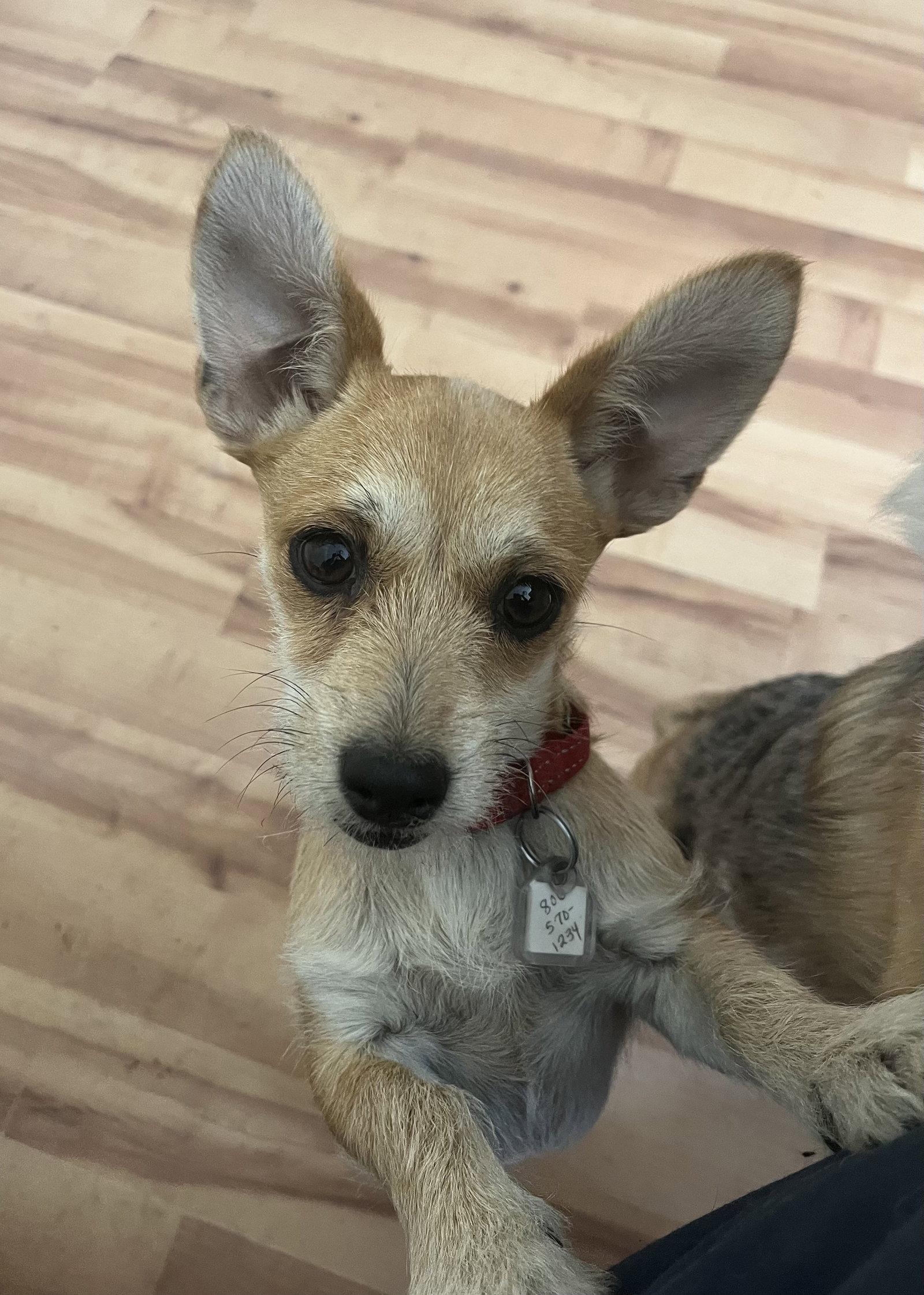 Tilly, Adoptable, Young Female Terrier & Chihuahua.