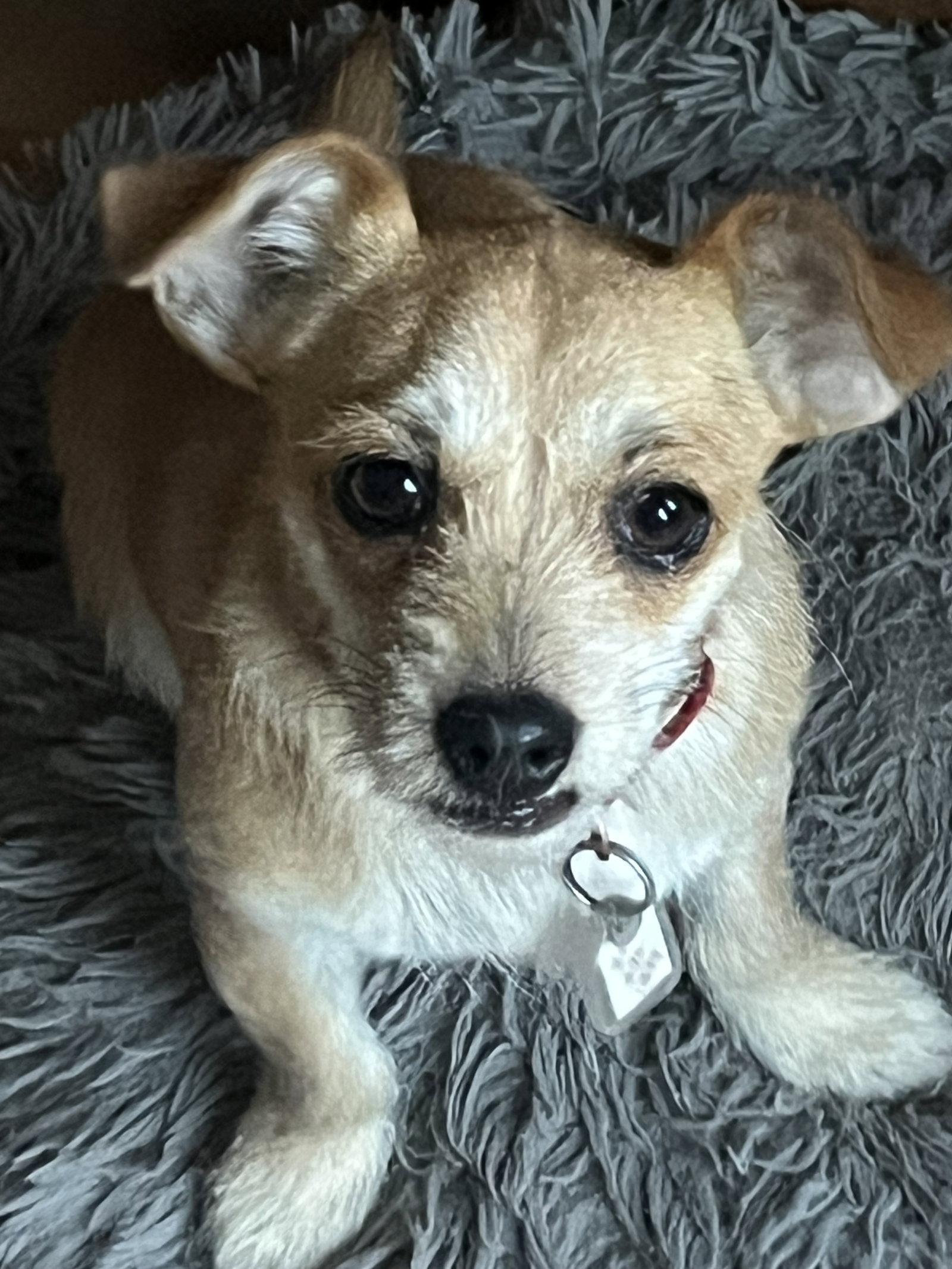 Tilly, a Adoptable mixed breed in Denver, CO image 2/3