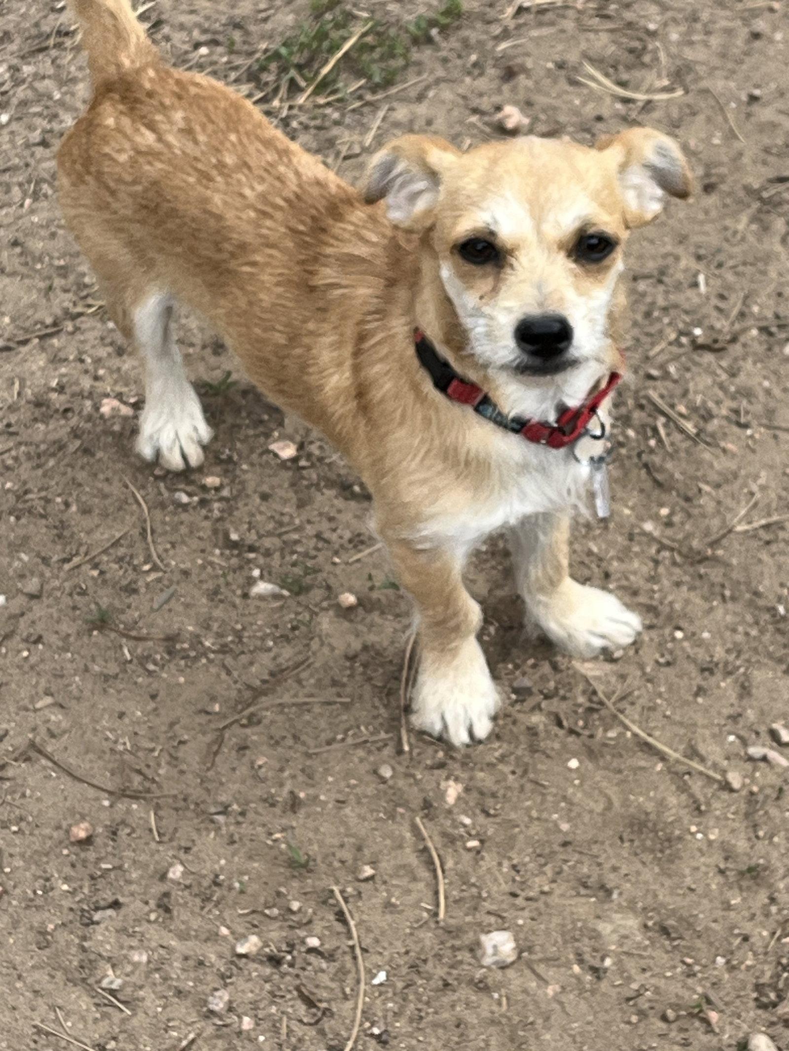 Enlarge Tilly, a Adoptable mixed breed in Denver, CO image 2/3