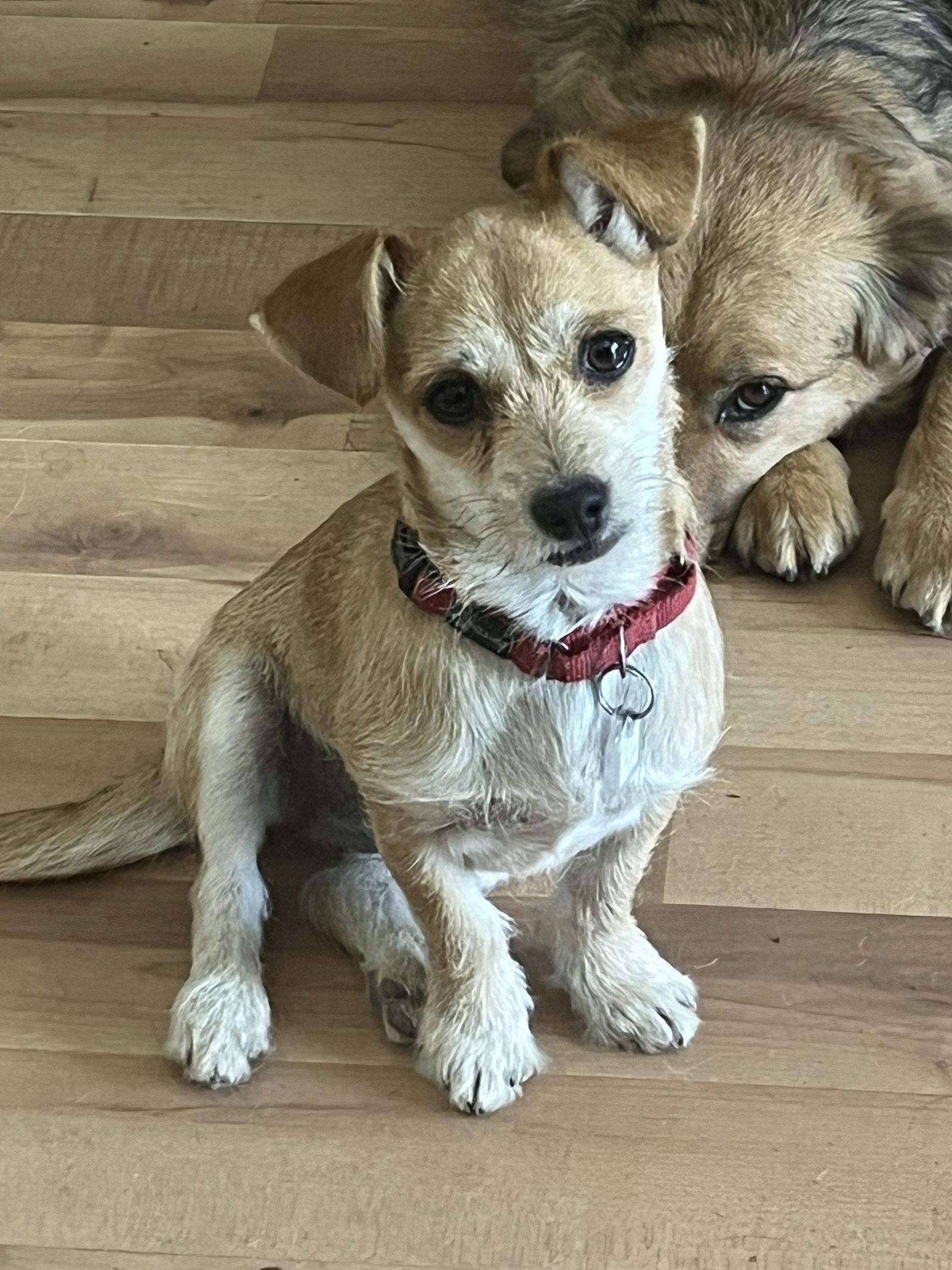 Enlarge Tilly, a Adoptable mixed breed in Denver, CO image 3/3