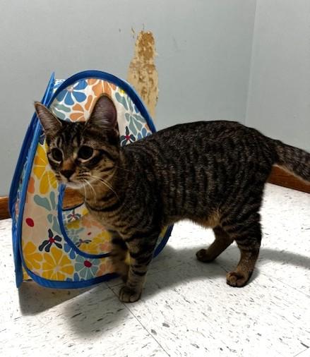 Nada, a Adoptable Domestic Short Hair in Hutchinson, MN image 1/5