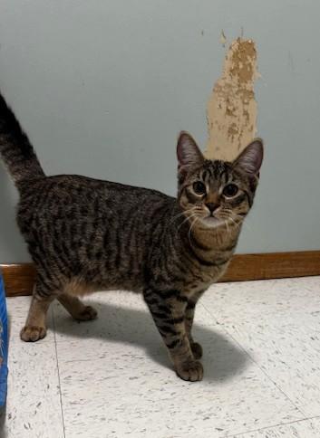 Nada, a Adoptable Domestic Short Hair in Hutchinson, MN image 2/5