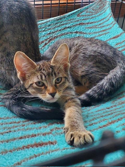 Nada, Adoptable, Young Female Domestic Short Hair.