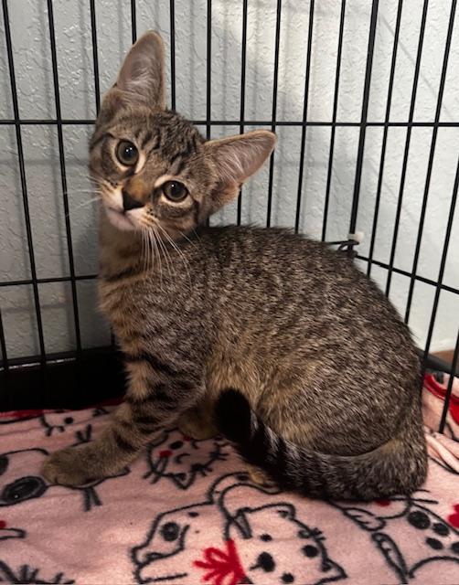 Nada, a Adoptable Domestic Short Hair in Hutchinson, MN image 4/5