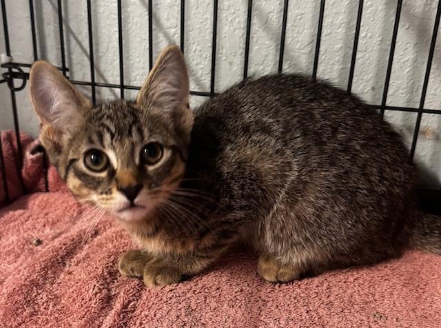 Nada, a Adoptable Domestic Short Hair in Hutchinson, MN image 5/5