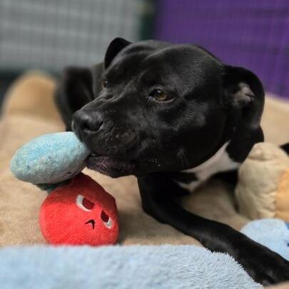 Fanny, a Adoptable American Staffordshire Terrier in Turlock, CA image 1/6