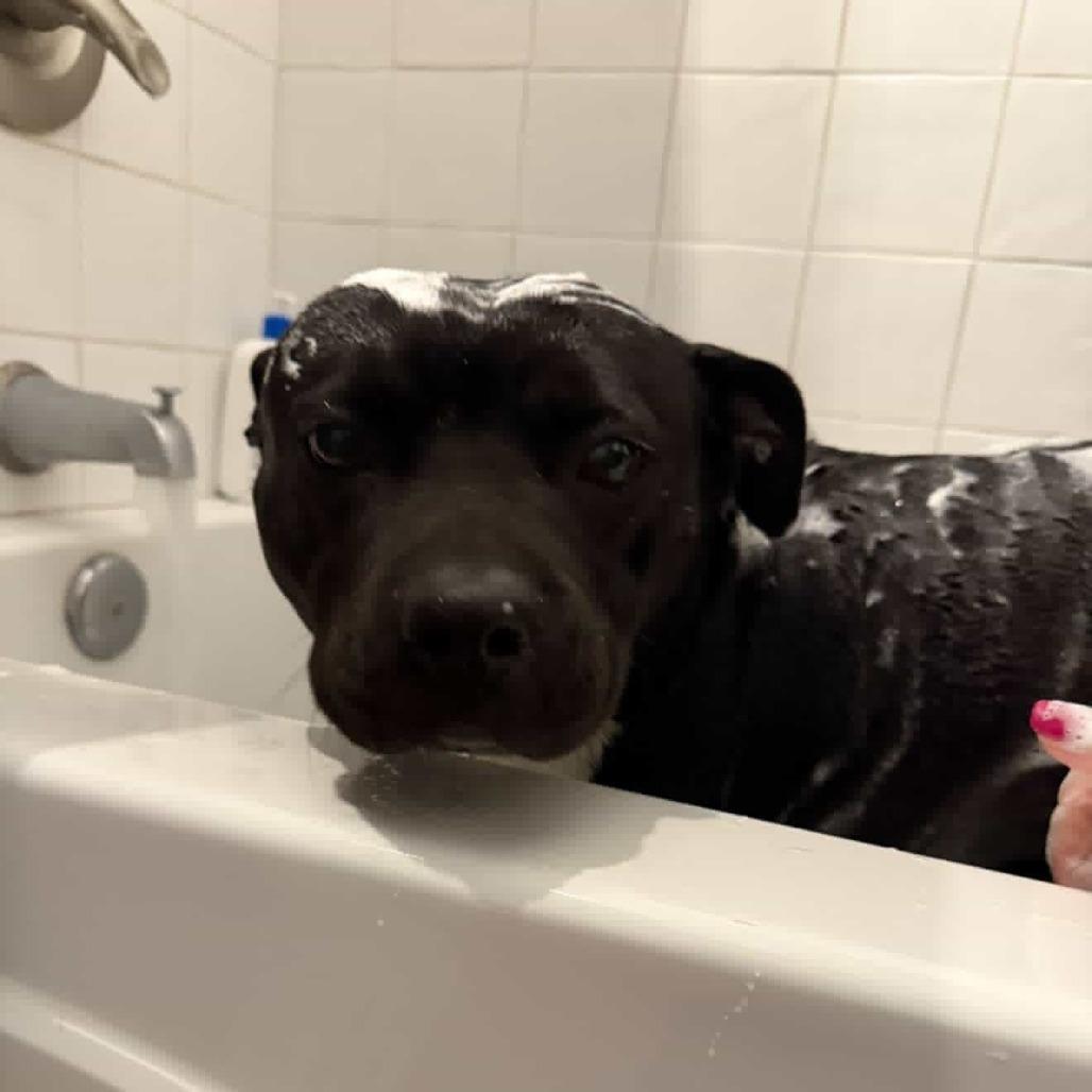 Fanny, a Adoptable American Staffordshire Terrier in Turlock, CA image 3/6