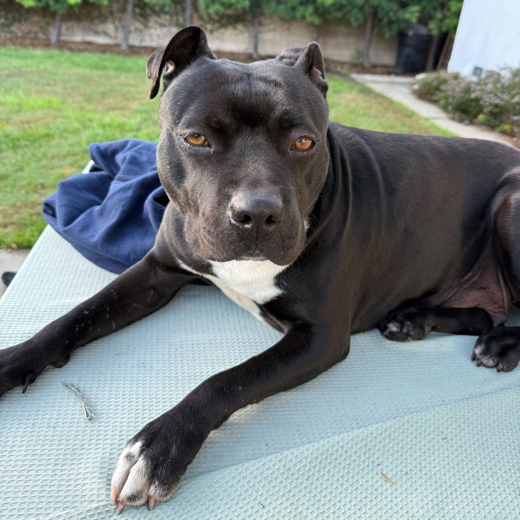 Fanny, a Adoptable American Staffordshire Terrier in Turlock, CA image 4/6