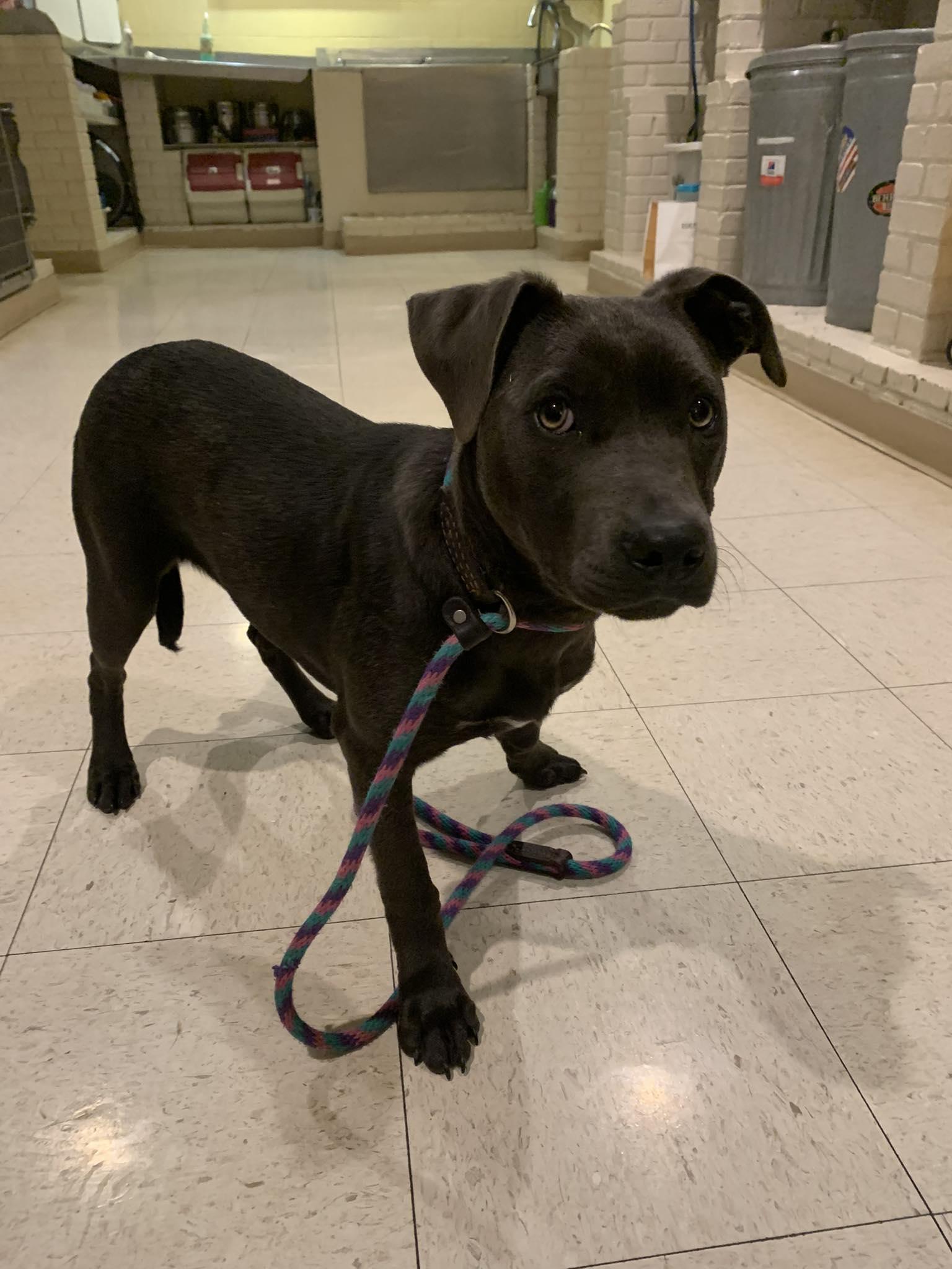 Brody, a ADOPTABLE mixed breed in Guntersville, AL image 2/3