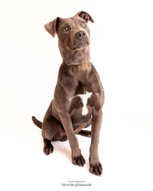 Brody, a ADOPTABLE mixed breed in Guntersville, AL image 1/3