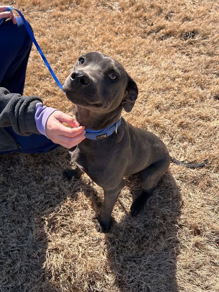 Brody, a ADOPTABLE mixed breed in Guntersville, AL image 3/3