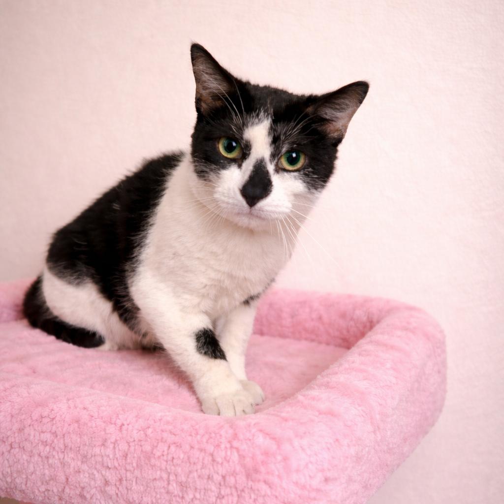 Enlarge Astra, a Adoptable Domestic Short Hair in Port Neches, TX image 4/4